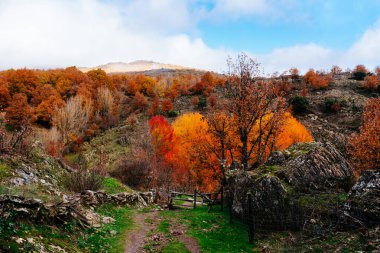 Montejo, İspanya 'da canlı sonbahar sezonunda renkli bir kayın ormanına giden bir yol var..