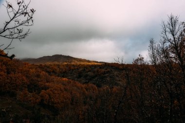 Montejo 'nun sonbaharda İspanya' daki kayın ormanının sakin manzarası bulutlu bir gökyüzü altında manzarayı sergiliyor..