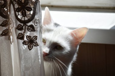 Kedi perdelerin arkasında oturur.