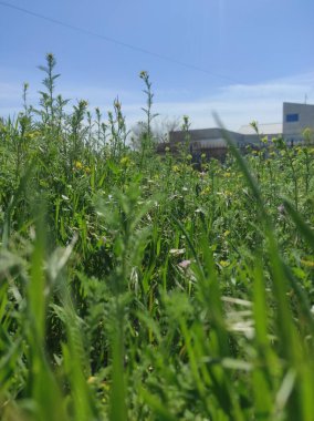 Bir binanın arka planında bahar çimeni 