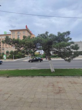 Yolun kenarındaki ağaç. .