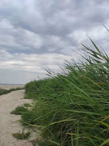 Deniz kıyısındaki tarla bulutlu bir havada