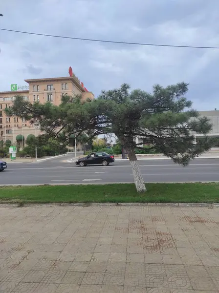 Yolun kenarındaki ağaç. .