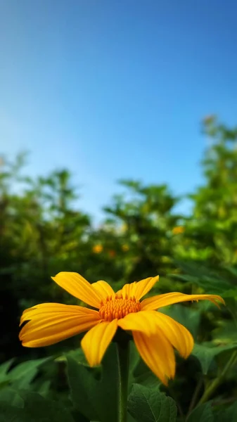 Yellow flower with blue sky and green grass background, Tithonia diversifolia Mexican Sunflower for Presentations and deck information graphic, print layout covering book, magazine page, advertisement