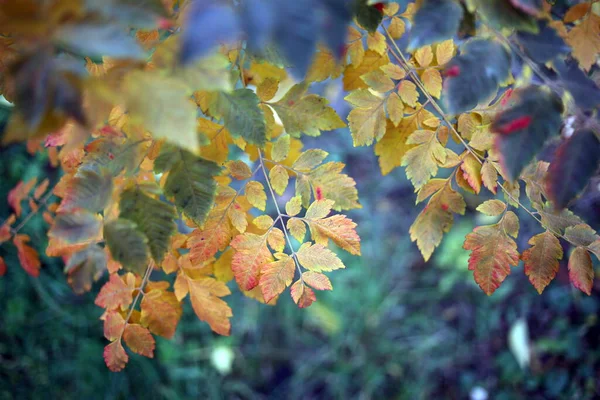 Folhas Outono Uma Árvore — Fotografia de Stock