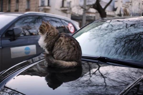 The cat is sitting on the car