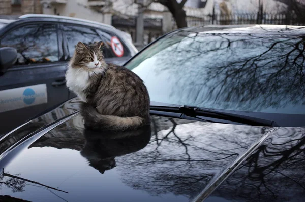 猫は車の上に座っている ロイヤリティフリーのストック画像