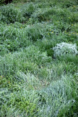 yemyeşil çimen üstüne düşey çerçeve