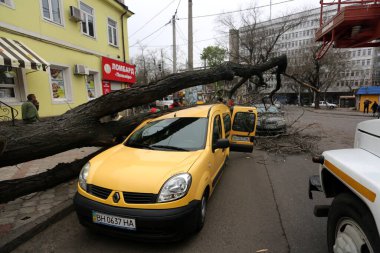 Odessa, Ukrayna 28 Nisan 2023 güçlü rüzgar nedeniyle ağaç arabanın üzerine devrildi. İşçiler odun kesiyor