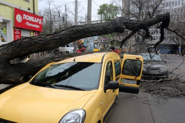 Odessa, Ukrayna 28 Nisan 2023 güçlü rüzgar nedeniyle ağaç arabanın üzerine devrildi. İşçiler odun kesiyor