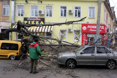 Odessa, Ukrayna 28 Nisan 2023 güçlü rüzgar nedeniyle ağaç arabanın üzerine devrildi. İşçiler odun kesiyor