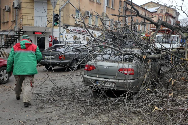 Οδησσός Ουκρανία28 Απριλίου 2023 Δέντρο Έπεσε Στο Αυτοκίνητο Λόγω Του — Φωτογραφία Αρχείου