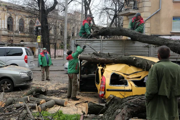 Odessa Ucrânia Abril 2023 Árvore Caiu Sobre Carro Devido Vento — Fotografia de Stock
