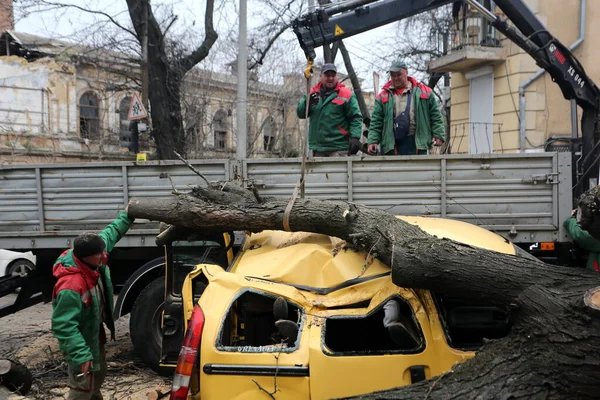 Odessa Ukraine28 April 2023 Der Baum Fiel Aufgrund Des Starken — Stockfoto