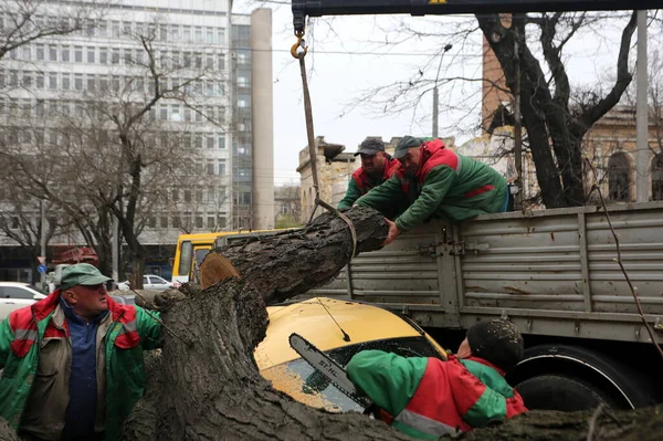 ウクライナのオデッサ2023年4月28日強風のために木は車の上に落ちた 木を見る労働者 — ストック写真