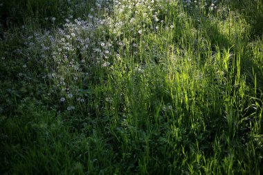 Güneş ışığı altında güzel karahindiba