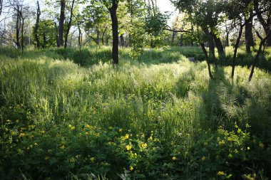Batan güneşin altında çimenler