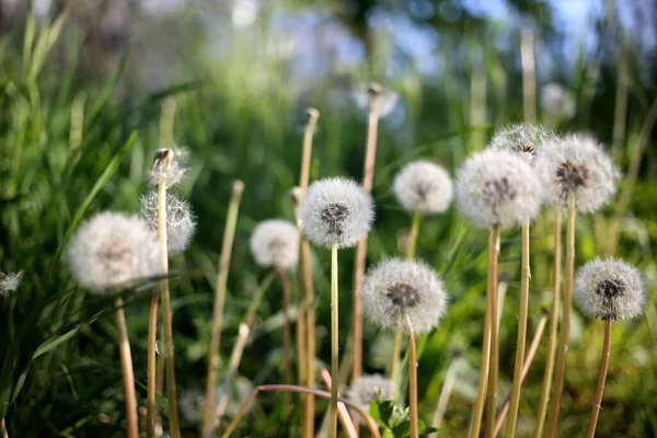 Beautiful Dandelions Sunlight — Stock Photo, Image