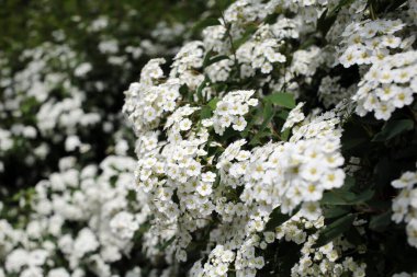 Güneşin altında açan beyaz çalılar