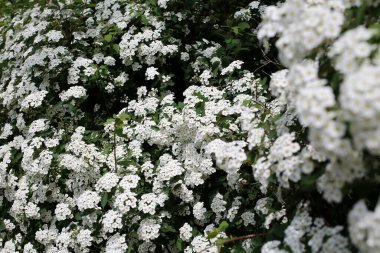 Güneşin altında açan beyaz çalılar