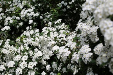 Güneşin altında açan beyaz çalılar