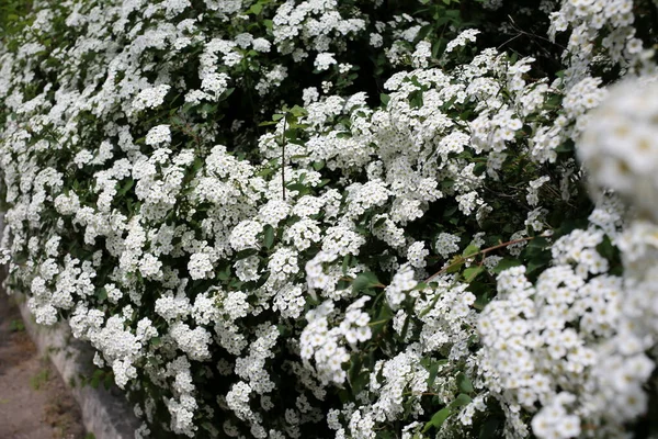 Blooming White Bushes Sunlight — Stock Photo, Image