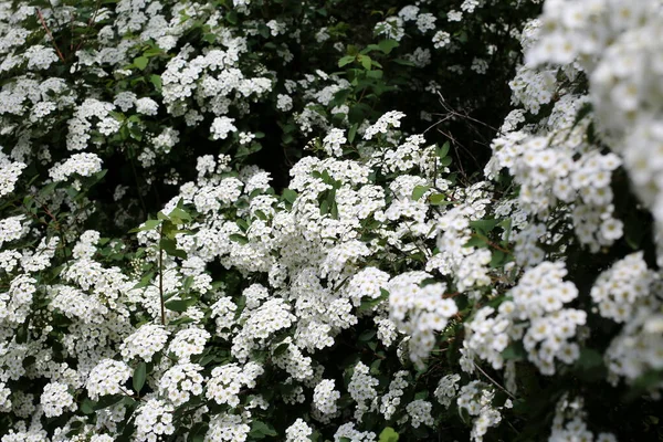Virágzó Fehér Bokrok Napfényben — Stock Fotó