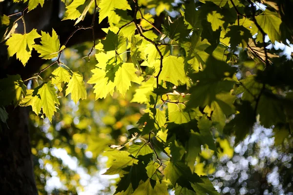 Green Leaves Sun — Stock Photo, Image