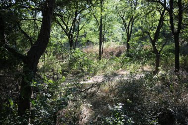 Parktaki ağaçlar güneşte