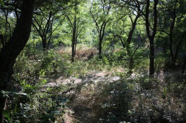 Parktaki ağaçlar güneşte