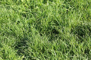 Yeşil çimen dokusu, güneşte yeşil çimen