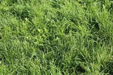 Yeşil çimen dokusu, güneşte yeşil çimen