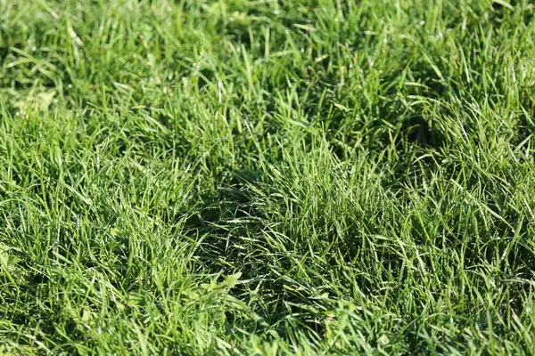 Texture Green Grass Green Grass Sun — Stock Photo, Image