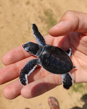 Sri Lanka, Seylan Adası: Pirinç tarlalı doğal manzara