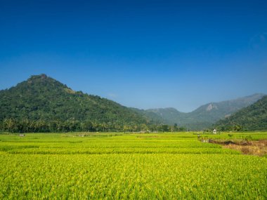 Sri Lanka, Seylan Adası: Pirinç tarlalı doğal manzara