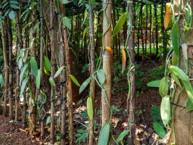 Vanilla orchid plant on a farm field crop, Ceylon island, Sri Lanka