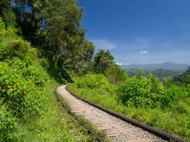 Sri Lanka, Seylan Adası: Pirinç tarlalı doğal manzara