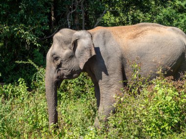 Sri Lanka, Seylan Adası: Pirinç tarlalı doğal manzara