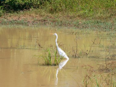 Sri Lanka, Seylan Adası: Pirinç tarlalı doğal manzara
