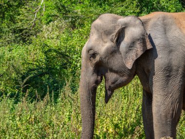Sri Lanka, Seylan Adası: Pirinç tarlalı doğal manzara