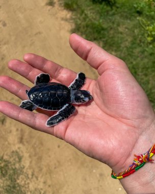 Sri Lanka, Seylan Adası - Udawalawe Milli Parkı, Turist safarisi ve izleyen aminaller, kaplumbağa plajı