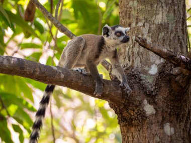 Halka kuyruklu lemur katta kata, Madagaskar adasındaki tropikal orman ormanı