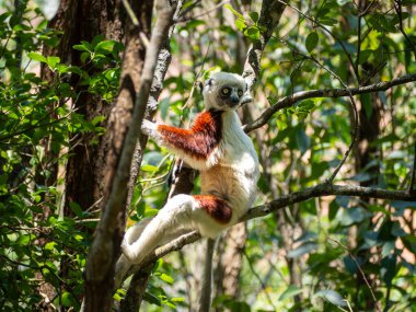 Cokuerels Sifaka, Tropical forest jungle in Madagascar island clipart