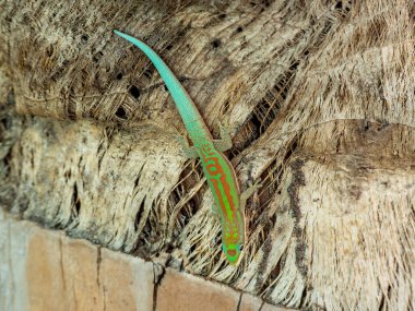 Madagaskar Günü kertenkelesi, Madagaskar Adası tropikal orman kertenkelesi