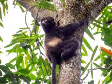 Milne Edwards sifaka lemur, Madagaskar adasındaki tropikal orman ormanı