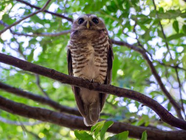 Madagaskar adası tropikal orman baykuşu