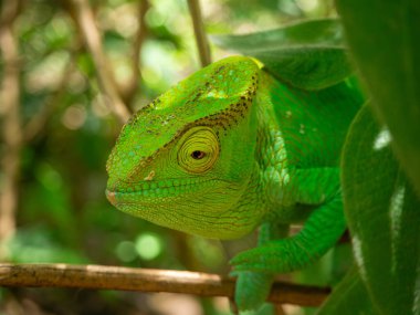 Parsons bukalemunu, Madagaskar adası tropikal orman bukalemunu.