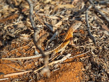 Three-eyed Lizard Chalaradon madagascariensis, Madagascar island tropical forest jungle lizard clipart