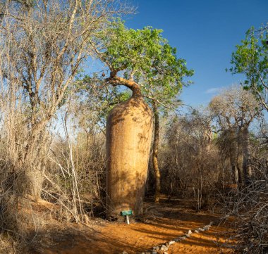 Landscapes of the island of Madagascar, Central Highlands baobab tree forest clipart