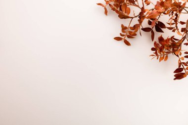 Sağ üst köşede beyaz arkaplanda kuru dallar var.